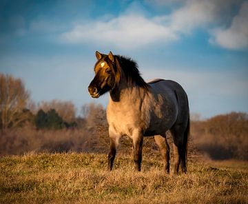 Wild horse by Marjolein van Middelkoop