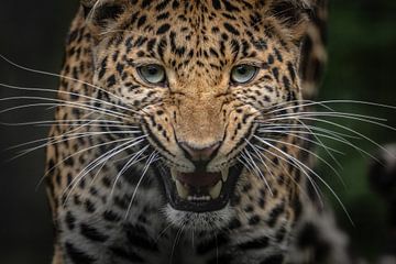 Leopard von Daphne van Dam