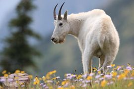 Schneeziege (Oreamnos americanus), Glacier National Park, Montana,USA von Frank Fichtmüller