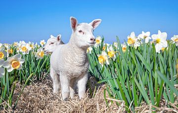 Lamb and daffodils on Texel. by Justin Sinner Pictures ( Fotograaf op Texel)