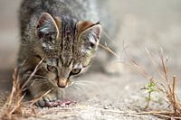 Young Cats Life