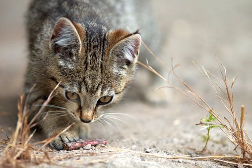 Young Cats Life by Tanja Riedel