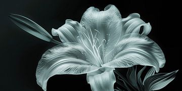 Ornamental lily by Black Coffee