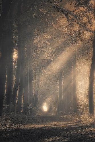 Beukendreef in herfstkleur