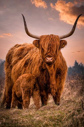 Scottish Highlander: Mother with calf