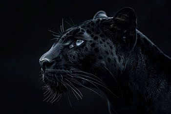 Der intensive Blick des schwarzen Panthers