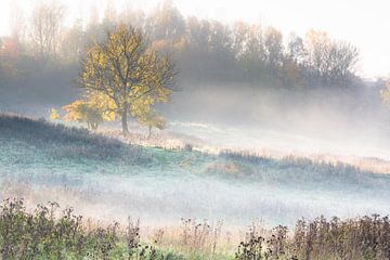 Ename bos sur Dion van den Boom