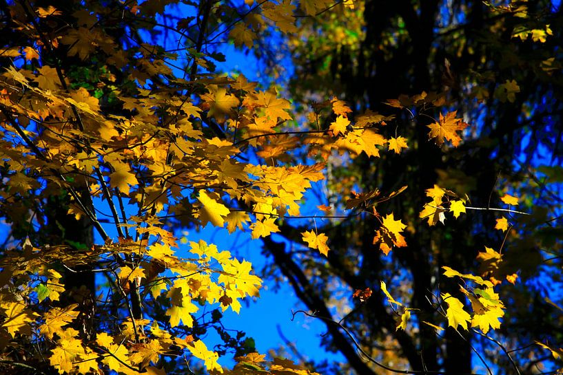 Ahorn von Thomas Jäger