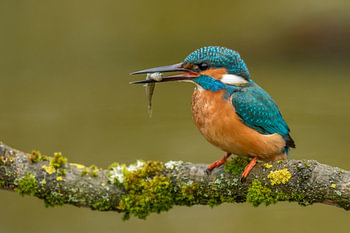 IJsvogel