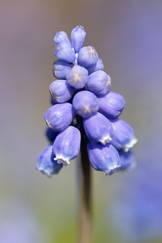 Petit raisin bleu, splendeur printanière