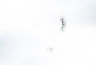Bare branches reflect in lake by Werner Lerooy thumbnail