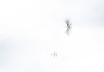 Bare branches reflect in lake by Werner Lerooy