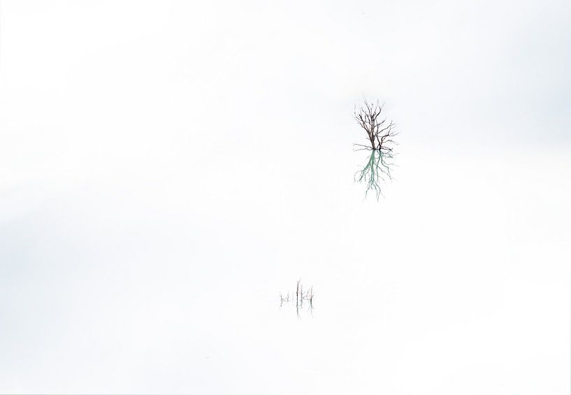 Bare branches reflect in lake by Werner Lerooy