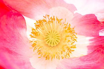 Mein schönes Herz (Das schöne gelbe Herz eines rosa und weißen Mohns) von Birgitte Bergman