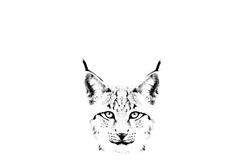 Künstlerisches schwarzes/weiß Porträt eines Luchses