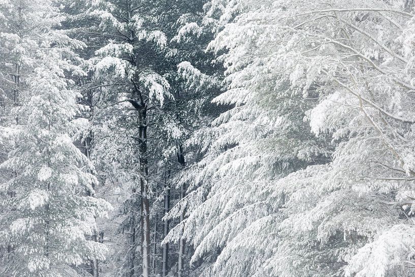 Une scène d'hiver. Dwingelderveld, Drenthe. par Ton Drijfhamer