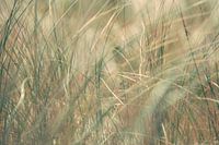 Swaying marram grass