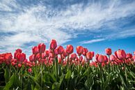 Rode tulpen in het veld von Arjen Schippers Miniaturansicht