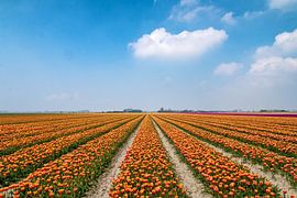 Flowers 12 by Nuance Beeld