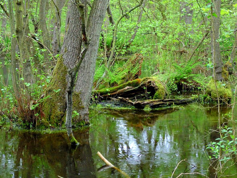 Swamp von Koos Iperen