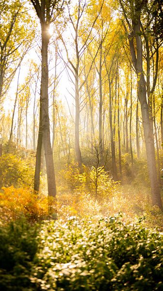 Herbst in den Wäldern von Dirk Vervoort