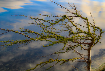 Le vent dans les branches