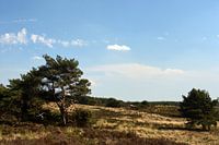 Een Veluws heide landschap