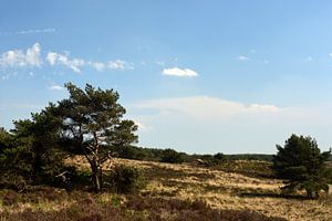Eine Veluwe-Moorlandschaft