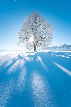 Wittelsbacher Höhe met linde in de winter met de Allgäuer Alpen en verse sneeuw van Leo Schindzielorz