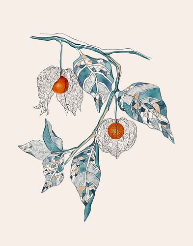 Physalis Droom