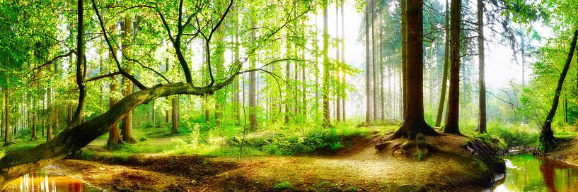 Tagesanbruch in der Natur - Wald mit Bach im Licht der Morgensonne von Günter Albers