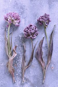 3 getrocknete Tulpen auf Zink von Karel Ham