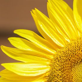 Sonnenblume von Talitha Blok