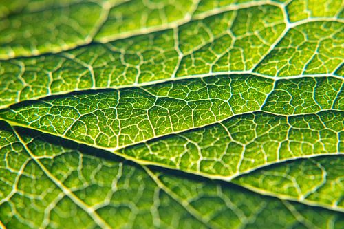 Groene zuurstofdonor