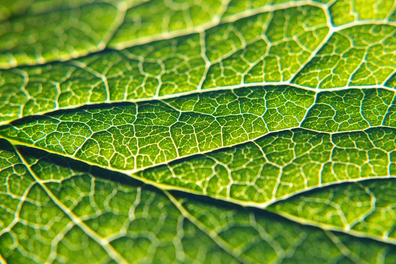 Groene zuurstofdonor van Florian Kunde