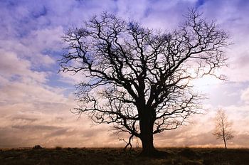 Veluwe