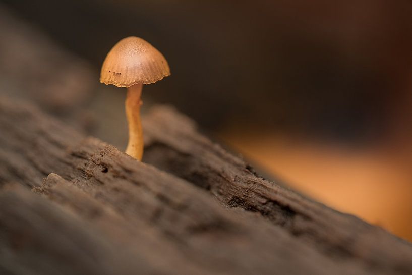 Champignon sur souche en bois par Moetwil en van Dijk - Fotografie