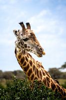 Onderzoekende Giraffe