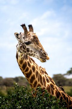 Onderzoekende Giraffe van Sascha Bakker