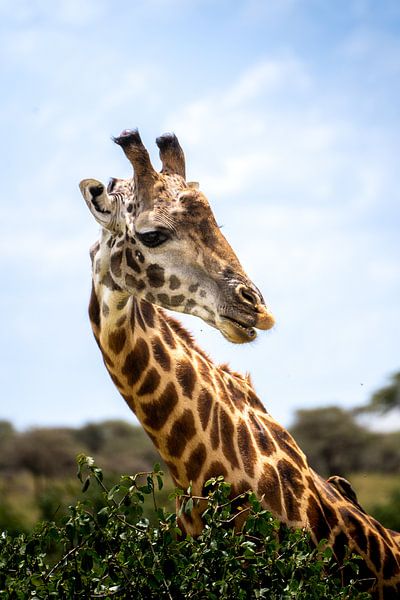 Investigating Giraffe by Sascha Bakker