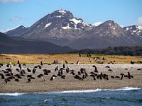 Colonie de manchots dans le canal de Beagle
