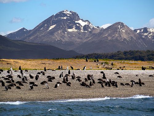 Pinguinkolonie im Beagle-Kanal