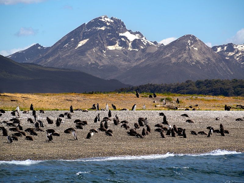 Colonie de manchots dans le canal de Beagle par Joost Doude van Troostwijk