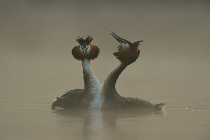 la parade nuptiale... Grèbe huppé *Podiceps cristatus* par wunderbare Erde