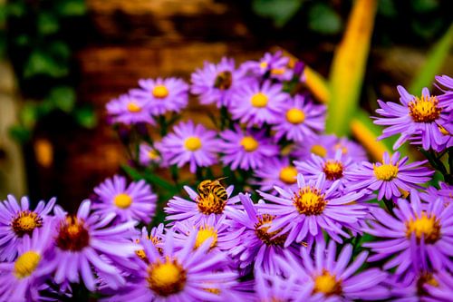 De magnifiques fleurs dans le jardin familial