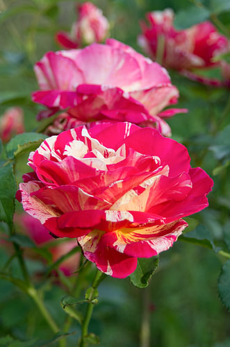 Verticale close-up van een roos met roze en witte bonte bloemblaadjes
