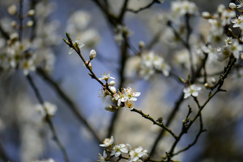 weiße Blüte von Tania Perneel
