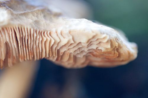 Close up Paddenstoel