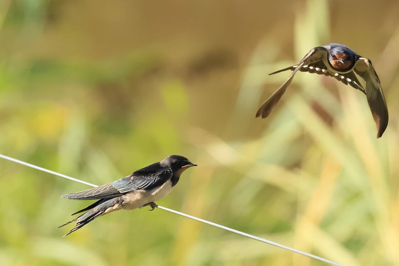 Swallows by Rinnie Wijnstra (FotoAmeland )