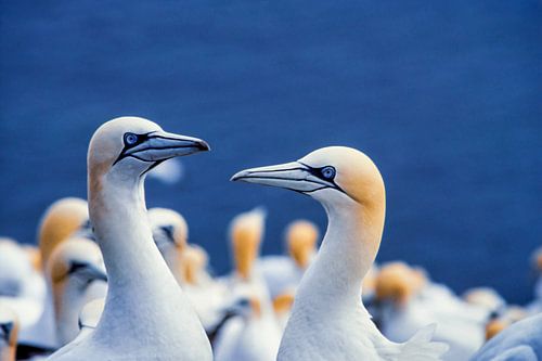 Northern Gannet